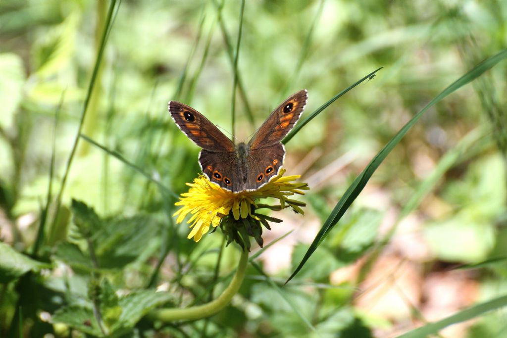 Lasiommata maera maschio